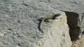 Lizard 4